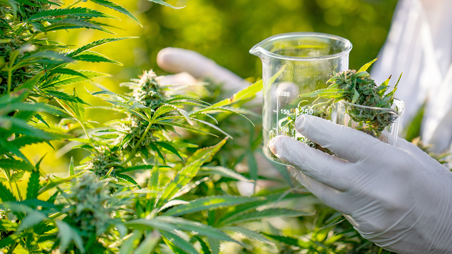Cannabis Cultivation Market Is Estimated To Witness High Growth Owing To Legalization Of Cannabis For Medicinal Purposes And Market Consolidation