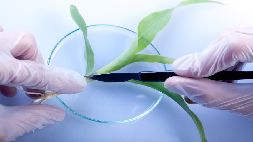 Global Plant Tissue Analysis Market Is Estimated To Witness High Growth Owing To Increasing Demand for Nutrient Management and Quality Assessment