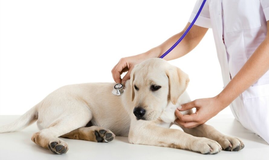 Veterinary Oncology Market Is Estimated To Witness High Growth Owing To Rising Prevalence of Cancer in Animals and Increasing Pet Ownership