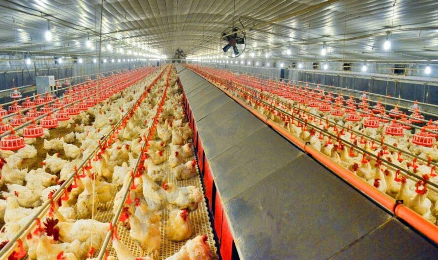 Poultry Keeping Machinery Market is estimated to Propelled by Increasing Demand for Eggs and Meat