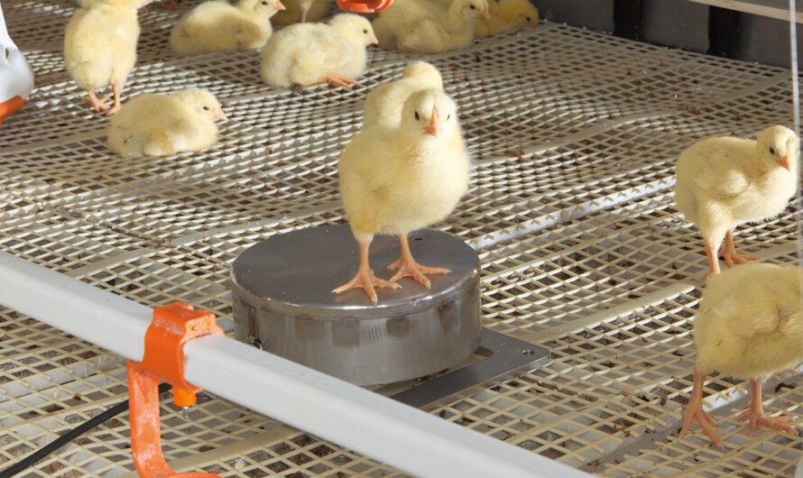 The Projected Growth In Demand For Poultry Products To Boost The Poultry Keeping Machinery Market