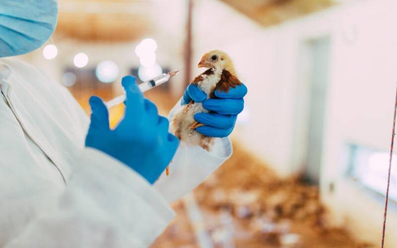 The poultry vaccinesto eliminate deadly poultry diseasesis anticipated to open up the new avenue for poultry vaccine market