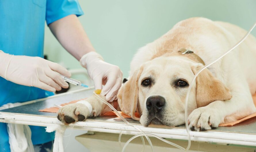 The Advancement In Animal Cancer Treatment To Drive Growth Of The Veterinary Oncology Market