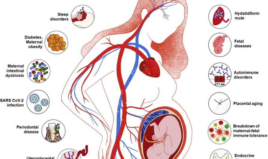 Scientists Utilize ‘Mini-Placentas’ to Gain Insight into Pre-Eclampsia and Pregnancy Disorders