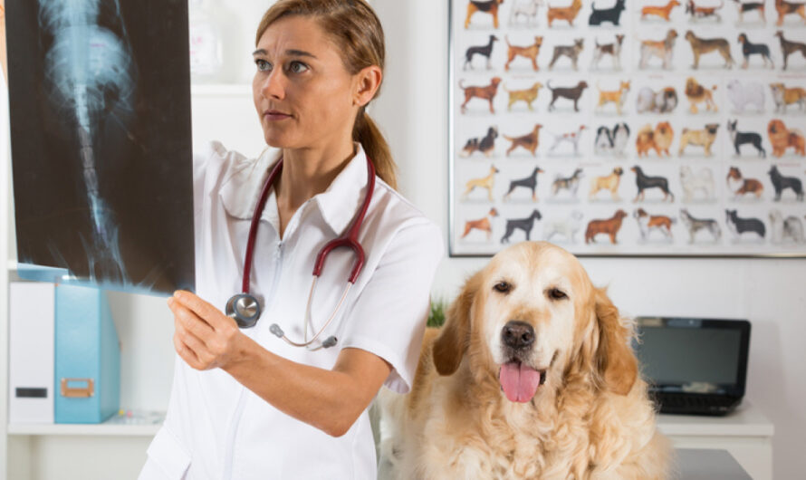 Veterinary Diagnostic Imaging Market is Expected to be Driven by growing Pet Companionship Worldwide