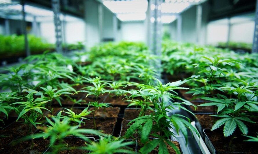 Cannabis Cultivation: An emerging trend in agriculture