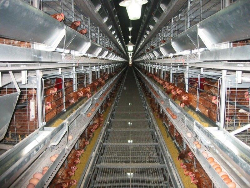 Poultry Keeping Machinery