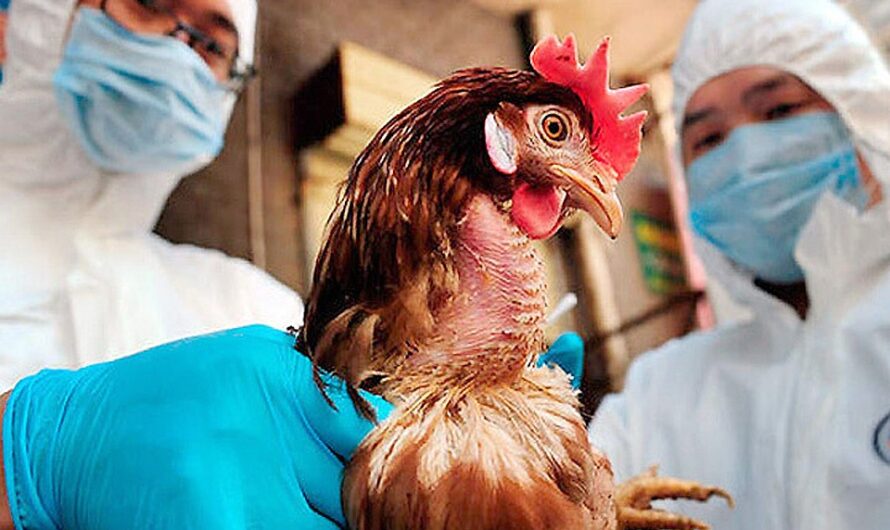 Navigating the Looming Pandemic: Bird Flu Outbreaks, Human Risks, and Global Response Strategies