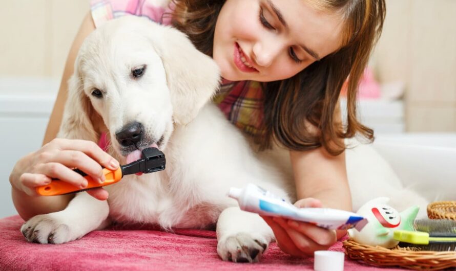Everything You Need To Know About Pet Care Products