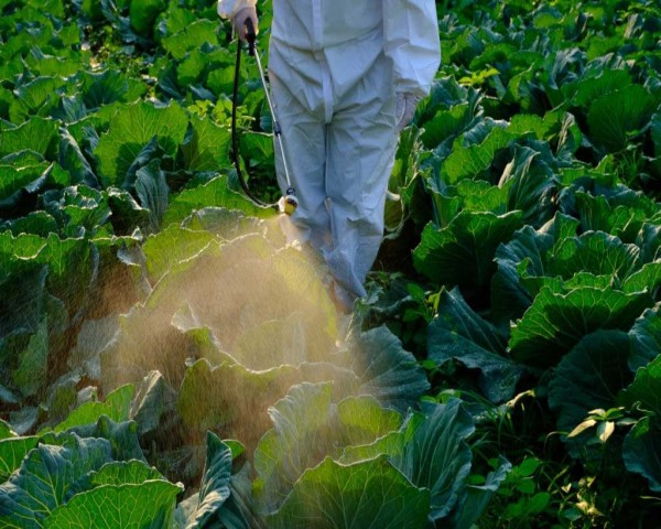 Cypermethrin Insecticide Market