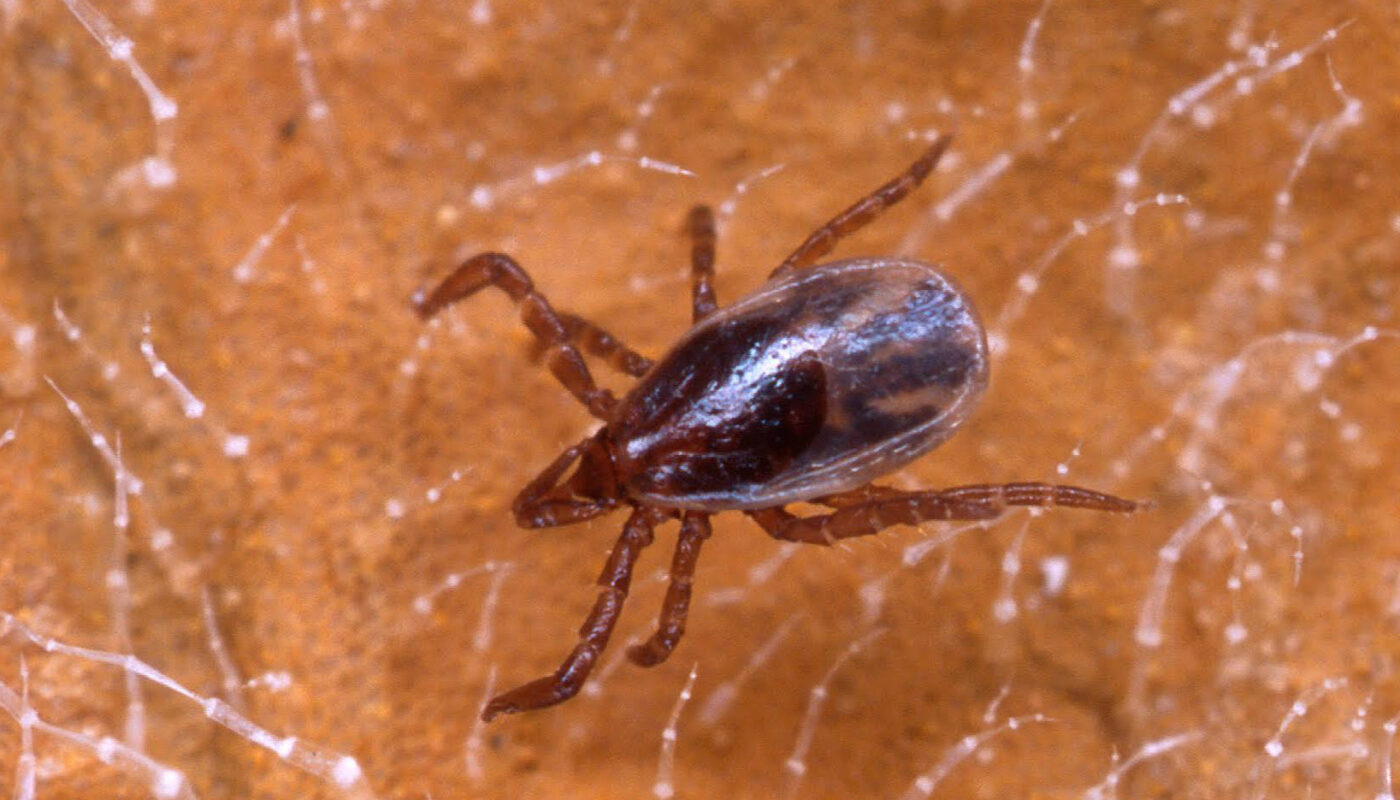 Ticks and the Hidden Threats A Global Perspective on the Prevalence of Disease-Carrying Arachnids