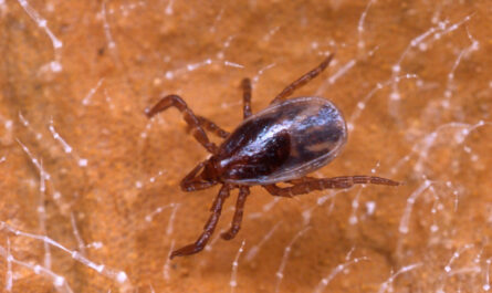 Ticks and the Hidden Threats A Global Perspective on the Prevalence of Disease-Carrying Arachnids