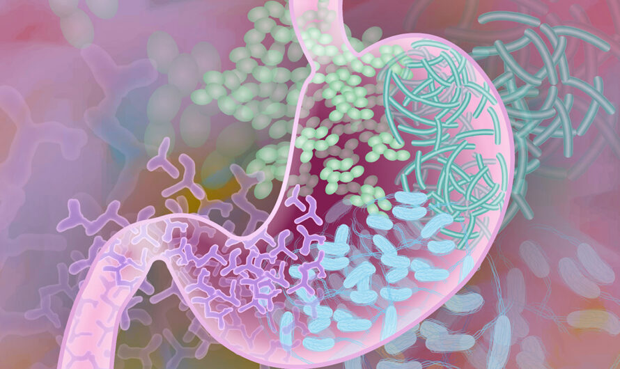 Elderly Gut Microbes Trigger Inflammation in Young Mice, New Research Reveals