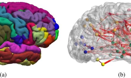 Functioning Brain Networks