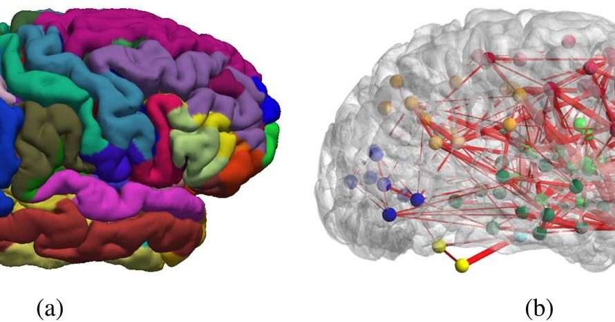 Thalamocortical Connections Pivotal for Functioning Brain Networks: New Study Reveals