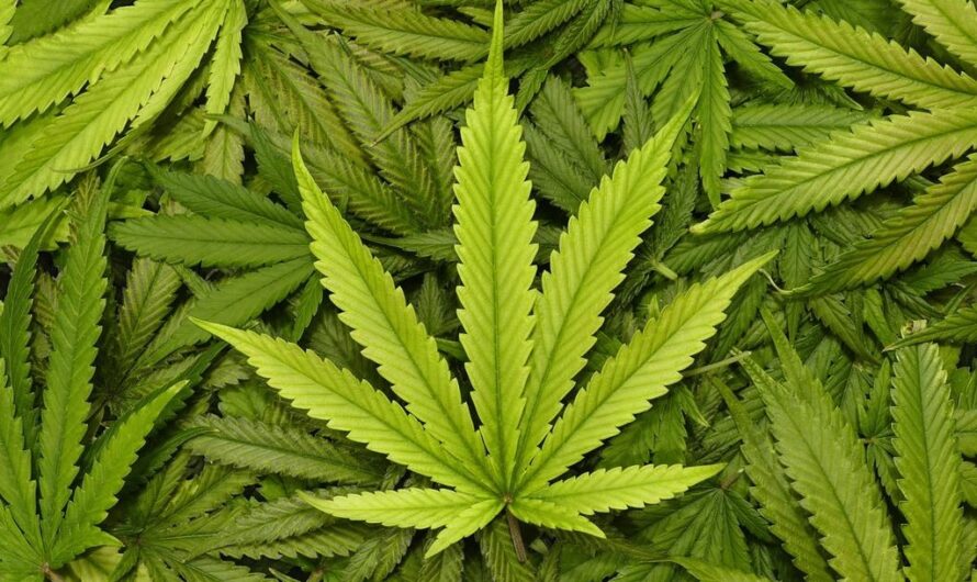 Legal Marijuana: Unlocking its Medical and Economic Benefits