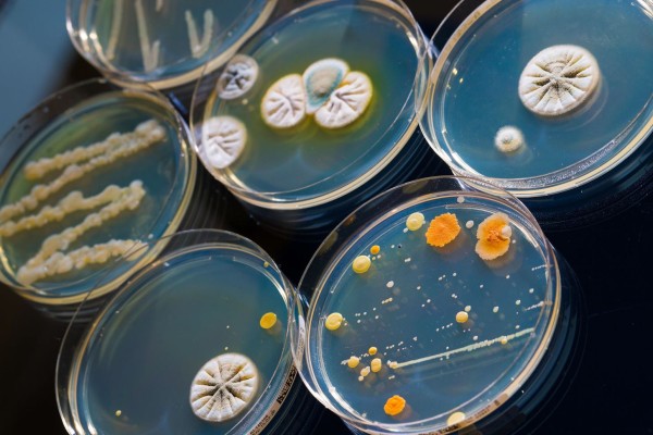 Exploring Microbial API: Expanding Opportunities In Pharmaceutical Industry