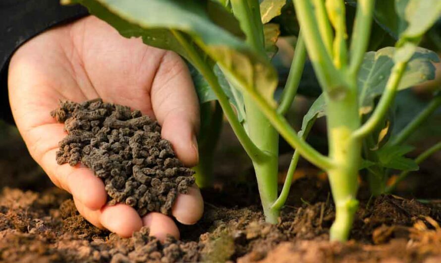Importance of Micronutrients Fertilizers in Agriculture