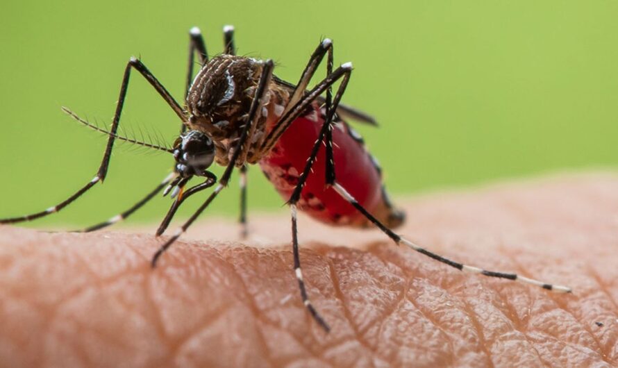 Mosquito Borne Disease Market is riding on digitalization and AI trends