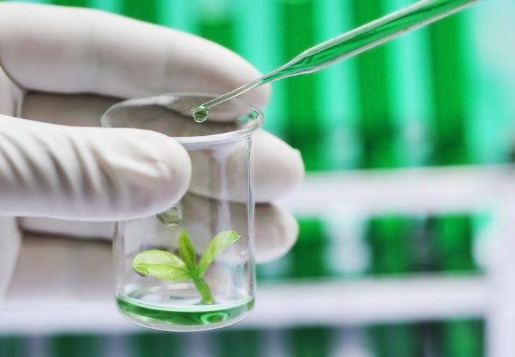 The Global Plant Tissue Culture Market is trending towards automation by technological advancements
