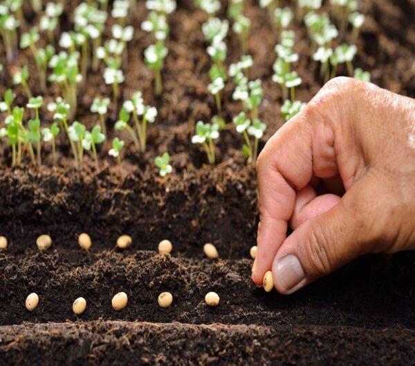 Vegetable Seed Market to Witness High Growth Owing to Rising Demand for Organic Food Products