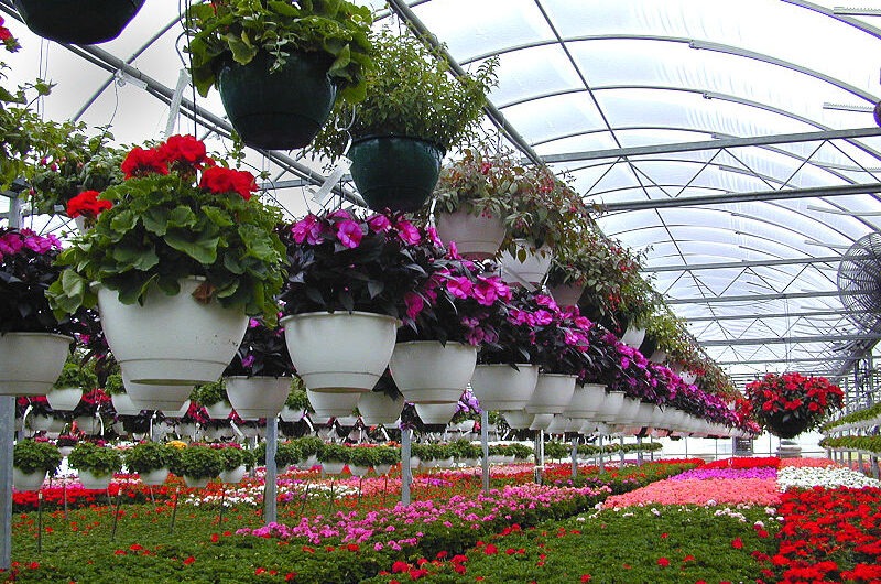 Floriculture: The Business of Growing Flowers