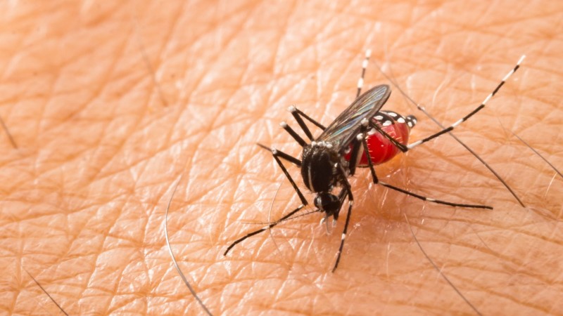 Mosquito Borne Disease Market trends towards Automated Monitoring