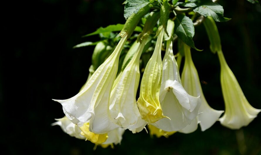 Scopolamine: The Sinister Truth Behind Hyoscine The Real Life “Zombie Drug”